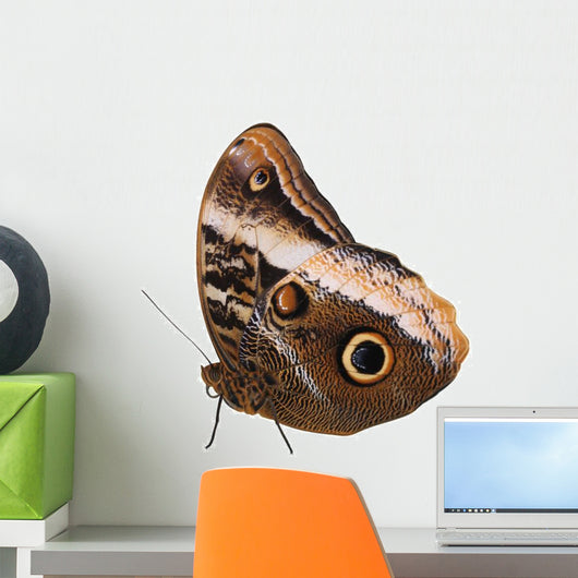 Yellow-edged Giant Owl Wall Mural