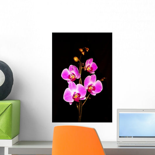 Orchid Wall Mural