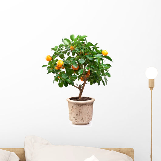 Small Tangerines Tree Wall Decal