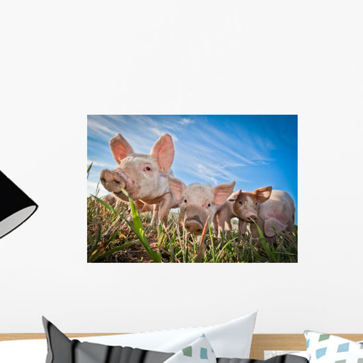 Three Small Pigs Standing