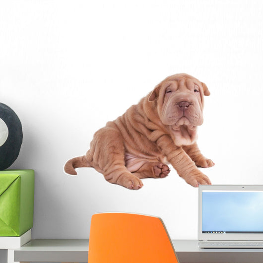 Wrinkled Sharpei Puppy Sitting