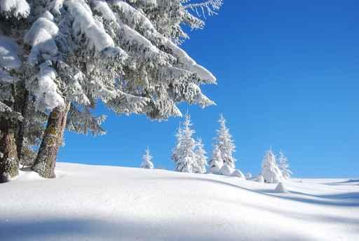 Snowy Mountain Forest Wall Decal