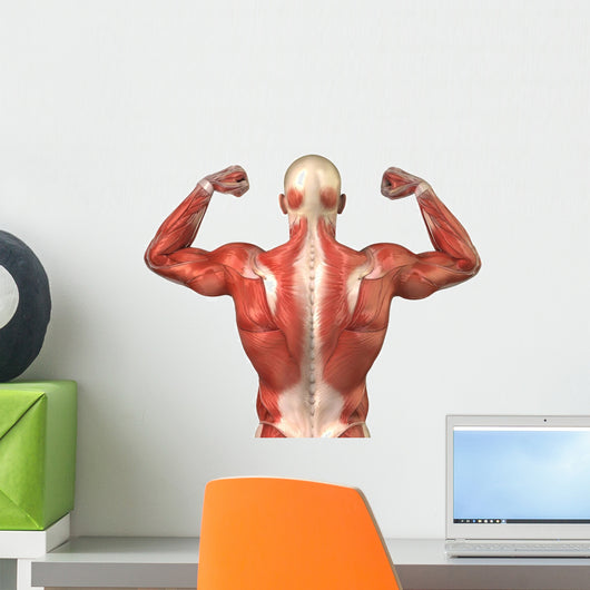 Male Back Muscular System
