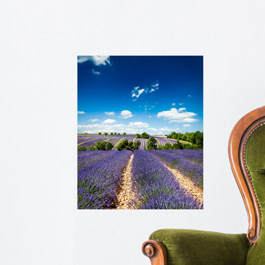 Provence France Lavender / lavender field in Provence, France Wall Mural
