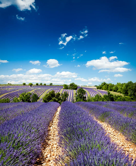 Provence France Lavender / lavender field in Provence, France Wall Mural