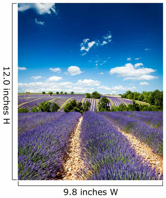 Provence France Lavender / lavender field in Provence, France Wall Mural