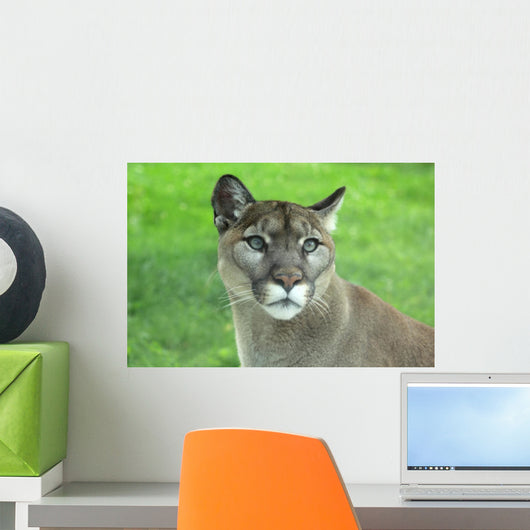 Mountain Lion Grass