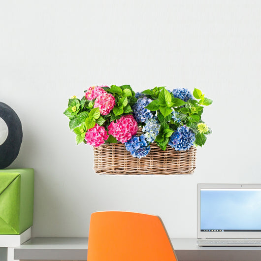 beautiful hortensia on white background. colorful hydrangea in b Wall Mural