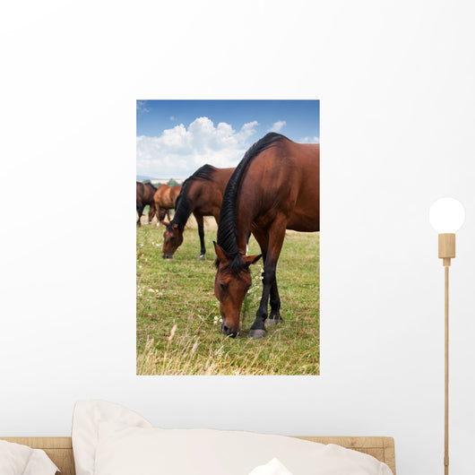 Herd Horses
