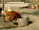 Hen Wall Mural