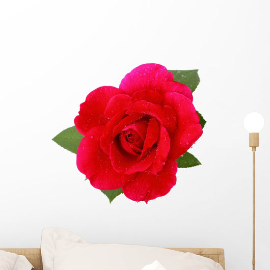 Single Red Rose