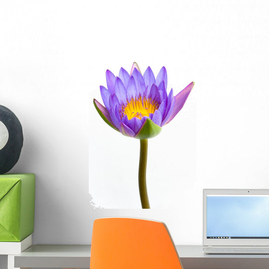 Blue Lotus Flower and