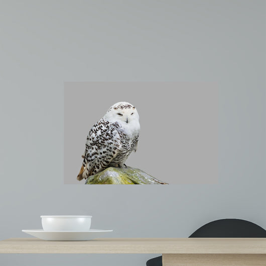 Bubo Scandiacus Wall Mural