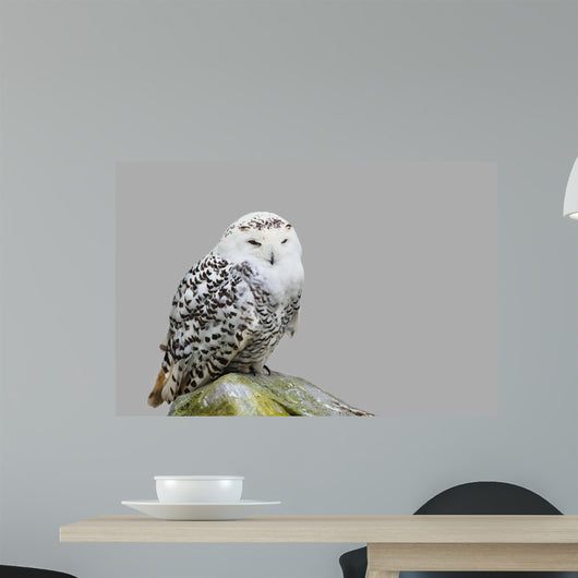 Bubo Scandiacus Wall Mural