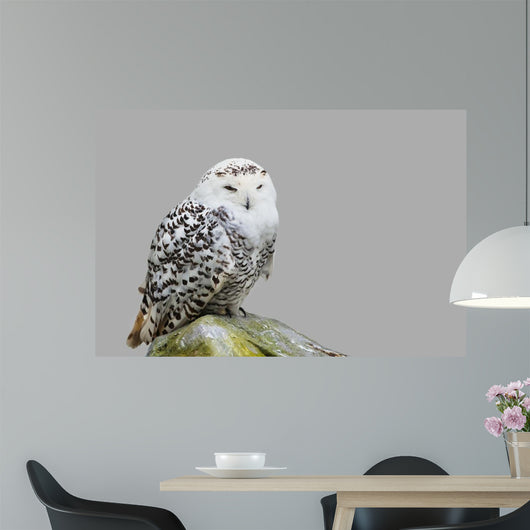 Bubo Scandiacus Wall Mural