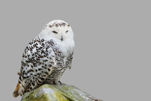 Bubo Scandiacus Wall Mural