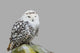 Bubo Scandiacus Wall Mural