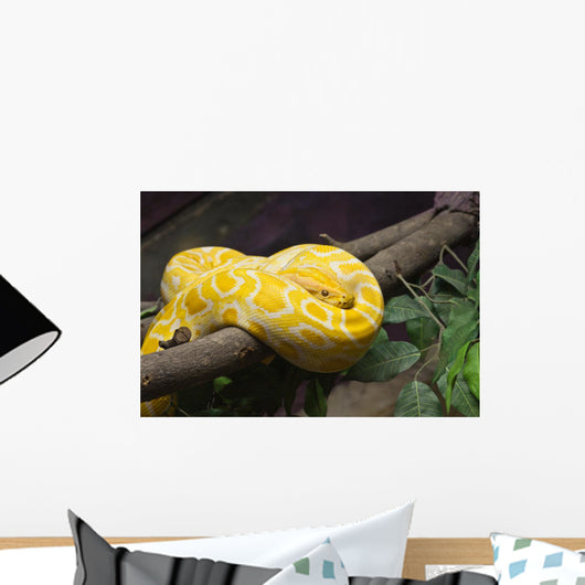 Up Golden Thai Python