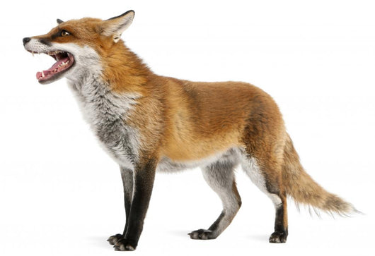 Red Fox Wall Decal
