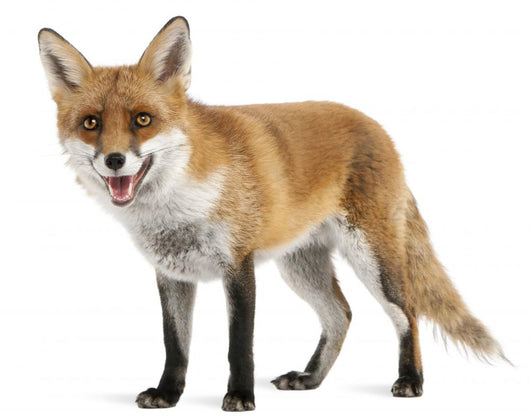 Red Fox Wall Decal