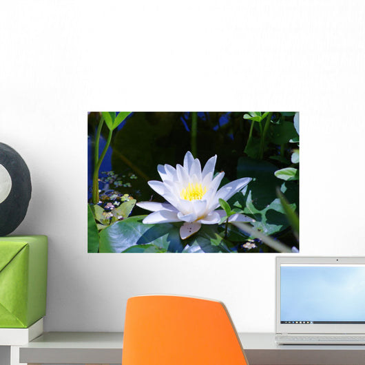 Beautiful Blooming White Lotus
