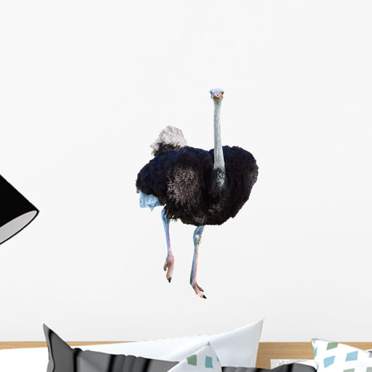 African Ostrich Isolated on White Wall Decal