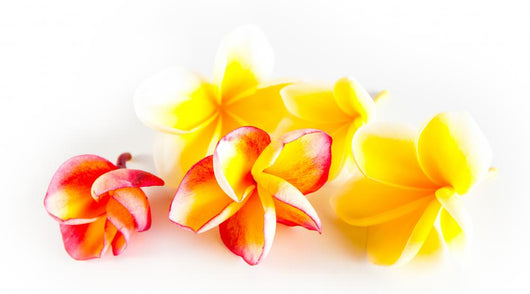 Tropical Frangipani Flowers White Wall Decal