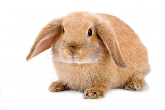 Brown-white Bunny White Wall Decal