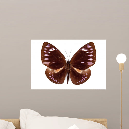 Brown Butterfly Euploea Westwoodi Isolated Wall Decal