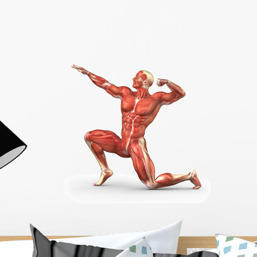 Man Muscular System Anatomy Wall Mural