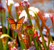 Butterfly Pitcher Plant Wall Decal