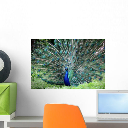 Peacock Wall Mural