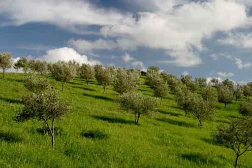 Olive Grove Wall Decal