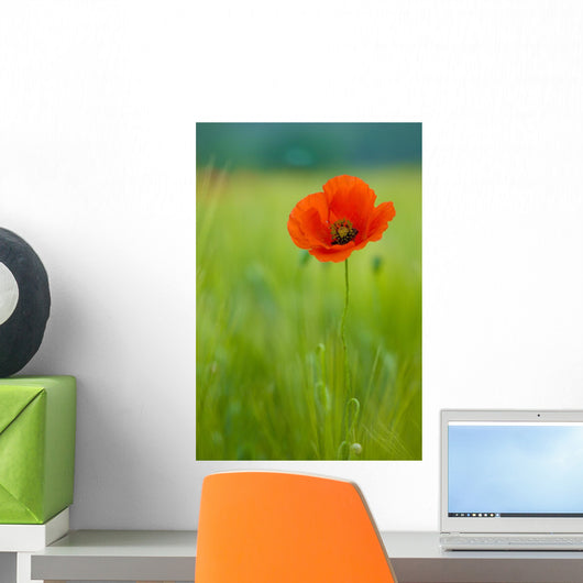 Coquelicots