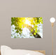 Birch Rising Sun