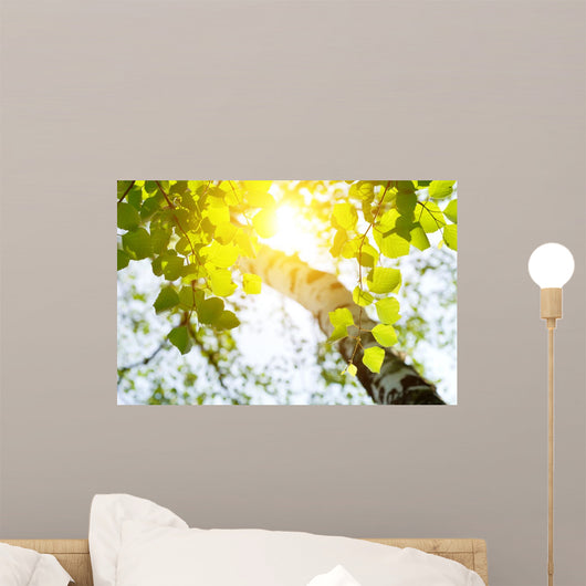 Birch Rising Sun