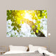 Birch Rising Sun