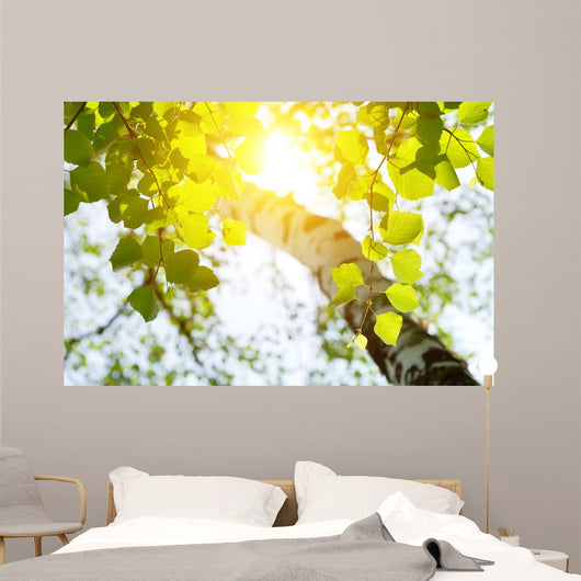 Birch Rising Sun