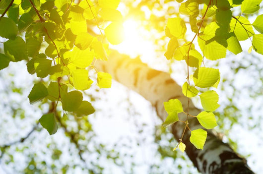 Birch Rising Sun