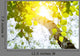Birch Rising Sun