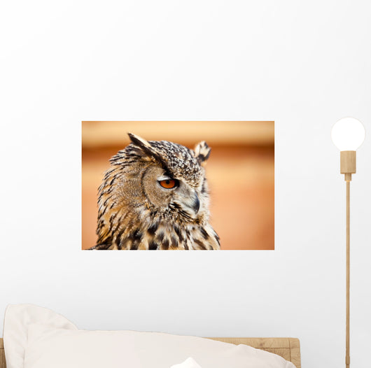 Caucasian Owl
