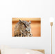 Caucasian Owl
