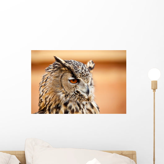 Caucasian Owl