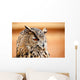 Caucasian Owl