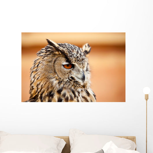 Caucasian Owl