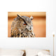 Caucasian Owl