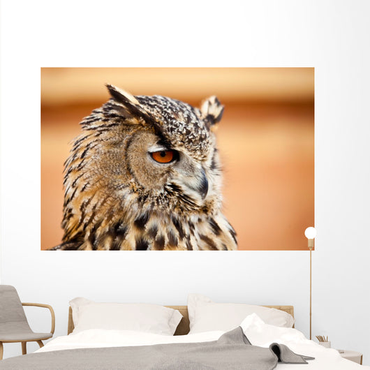 Caucasian Owl