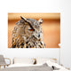 Caucasian Owl