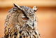 Caucasian Owl
