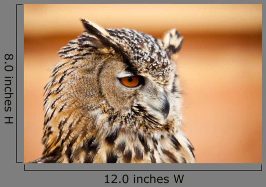 Caucasian Owl